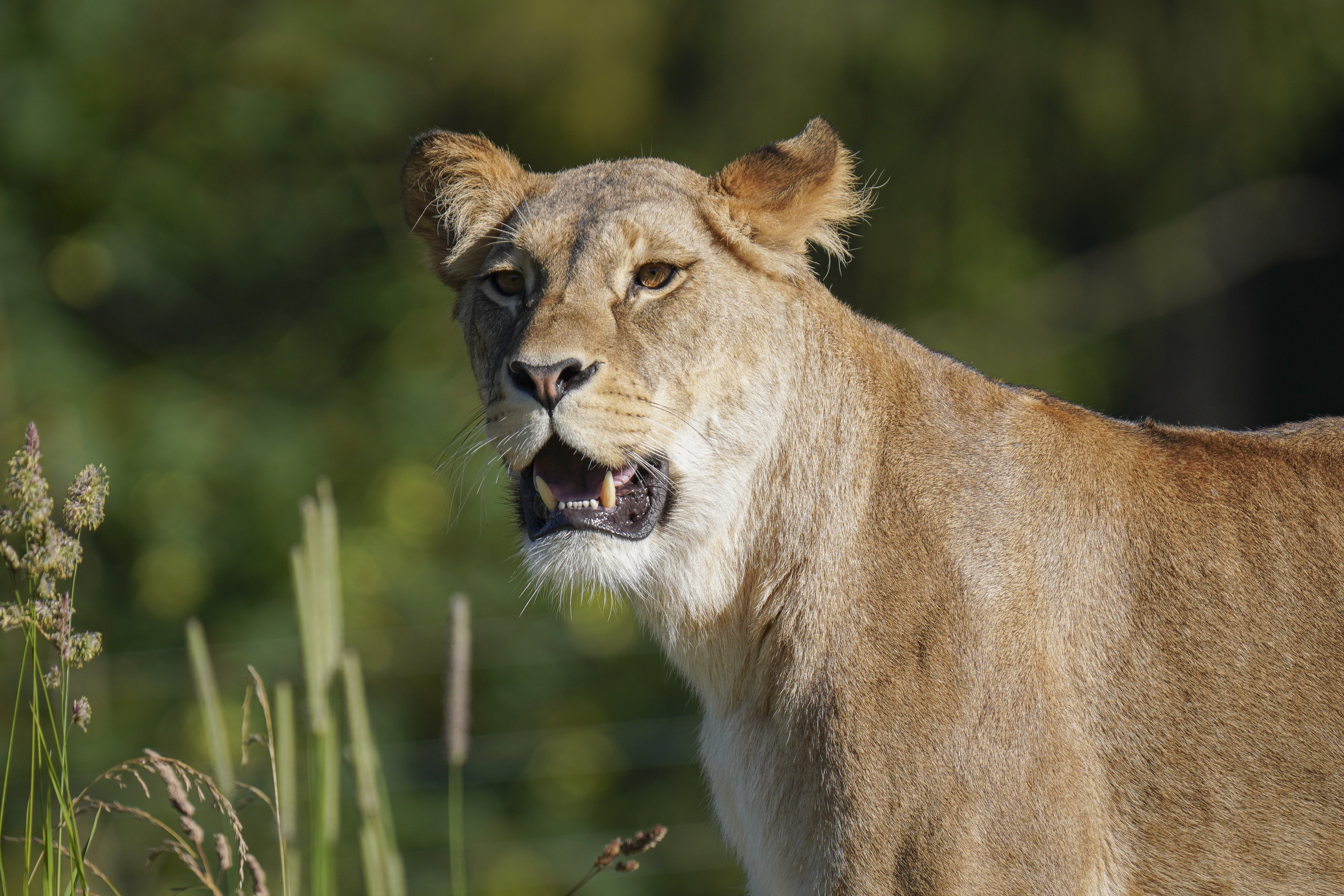 Walter Zoo AG Gossau